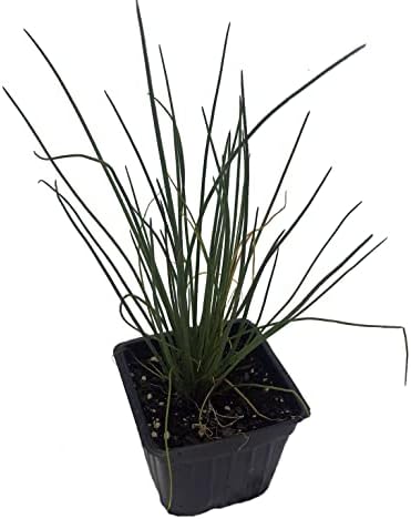 Planta de cebollino orgánico, (Allium schoenoprasum) maceta de 2.5 pulgadas – Hierbas de jardín de cocina planta viva