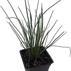 Planta de cebollino orgánico, (Allium schoenoprasum) maceta de 2.5 pulgadas – Hierbas de jardín de cocina planta viva Planta de cebollino orgánico, (Allium schoenoprasum) maceta de 2.5 pulgadas – Hierbas de jardín de cocina planta viva