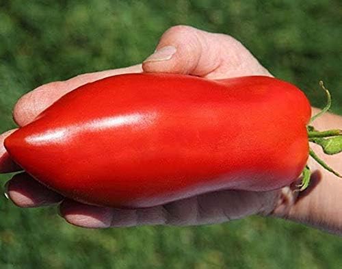 RAISE ME UP Semillas Tomate Pepper-Shaped Red Scarlet Mustang (Tiene Forma Como Pimienta) Heirloom Indeterminado No GMO