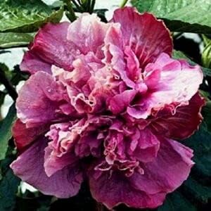 20 Semillas de hibisco púrpura rosa doble flores perennes flor flor flor árbol de jardín
