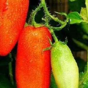 Tomato San Marzano Compact 20 Seeds Tomato San Marzano Compact 20 Seeds