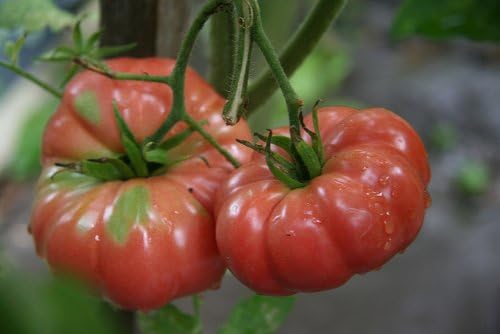 Seed Kingdom – Semillas de verduras de jardín de gran reliquia de Bélgica (50 semillas)