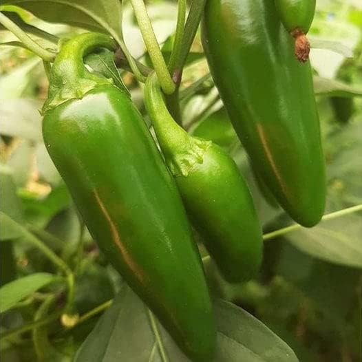 Semillas de pimiento Jalapeño M – Paquete de 100 unidades – para 2024 8,000 Scoville Medio Caliente Verde Oscuro Jalapeños Chile picante Chile
