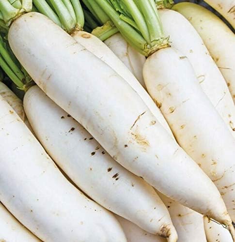 Semillas de rábano japonés Minowase Daikon para plantar, más de 100 semillas tradicionales por paquete, semillas de jardín de Isla (semillas de