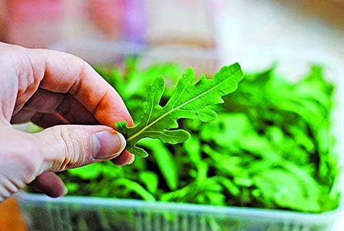 Ensalada de rúcula Rocket Rucola más de 1000 semillas para plantar
