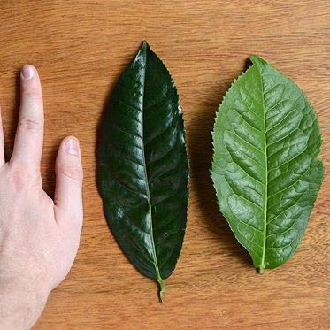Chamellia Té verde Sencha orgánico  50 bolsas de té piramidales en una bolsa  5.3oz (150g) (Camellia Sinensis) unidad única