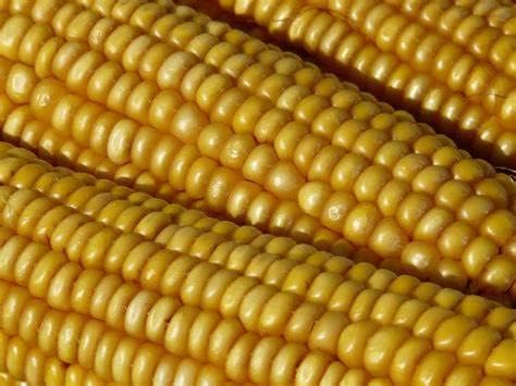 Trucker’s Favorite – Semillas de maíz amarillas para plantar 80 semillas de reliquia no transgénica para jardín, vegetales, a granel, supervivencia,