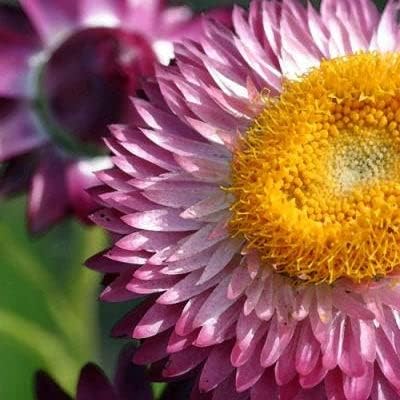 Semillas de fresa, rosa brillante, paquete – Semillas de flores rosablancas, atraen abejas, atraen mariposas, atraen polinizadores, fáciles de