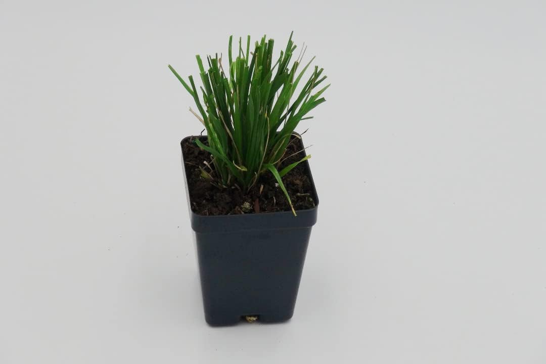 Greenwood Nursery Hierbas ornamentales en vivo – Hierba rosa de las pampas + Cortaderia Selloana – Cantidad 2 macetas de pinta – (Haga clic para