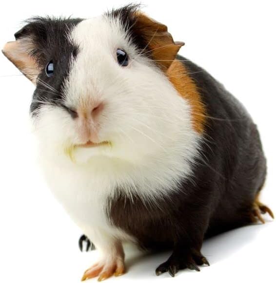 CBB Digestive Health Yellow Pellet, 8 onzas