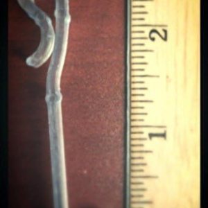 Cenefas para persianas, 4 tamaños diferentes, 6, 12, o 24 unidades, Plástico, Transparente, 2.5″ Cenefas para persianas, 4 tamaños diferentes, 6, 12, o 24 unidades, Plástico, Transparente, 2.5″