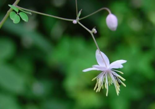 5 Chinese Meadow RUE Yunnan Thalictrum Dipterocarpum syn. Delavayi Pink & Yellow Flower Seeds *Comb SH
