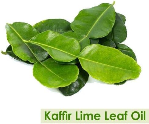Aceite de hoja de lima Kaffir (Citrus Hystrix)  Aceite esencial sin diluir sin cortar  perfecto para aromaterapia, grado terapéutico, 17.6 onzas