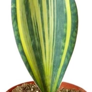 BubbleBlooms Planta de serpiente de aleta de ballena abigarrada en maceta de 6 pulgadas Sansevieria Masoniana Yellow Variegation, Whale Tail BubbleBlooms Planta de serpiente de aleta de ballena abigarrada en maceta de 6 pulgadas Sansevieria Masoniana Yellow Variegation, Whale Tail
