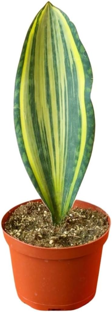 BubbleBlooms Planta de serpiente de aleta de ballena abigarrada en maceta de 6 pulgadas Sansevieria Masoniana Yellow Variegation, Whale Tail