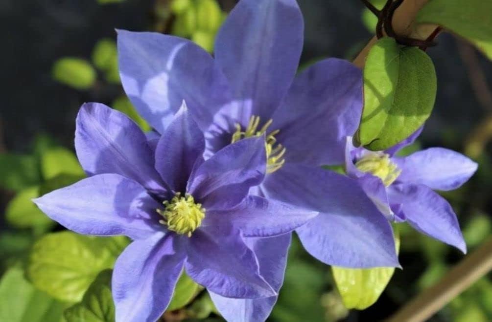 Semillas de flores mixtas de Clematis Flor perenne de 20 semillas