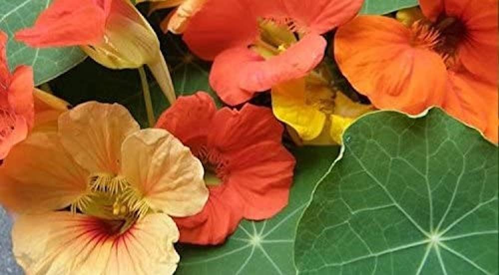 Semillas de flores de mezcla mixta de capuchina para plantar, más de 50 semillas de flores por paquete, semillas de jardín (Isla) sin OMG y