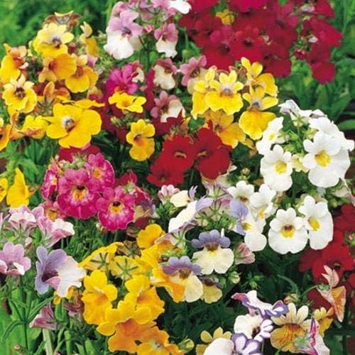 Nemesia Carnival Mix Flores anuales ornamentales de interior para plantar