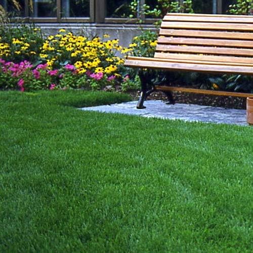 Outsidepride Legado tolerante a la sombra de festuca fina de 25 libras, suave, mezcla de semillas de césped