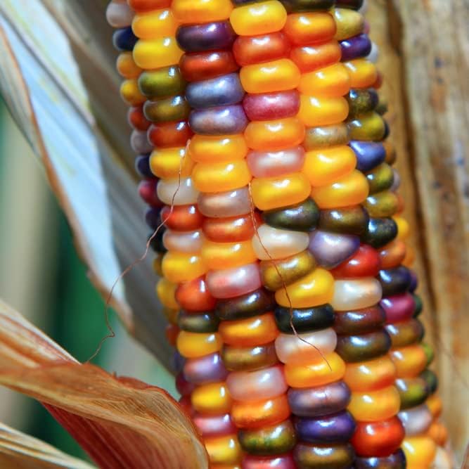 Semillas de Maíz Ornamentales – Gema de Vidrio Orgánica – 10,000 Semillas