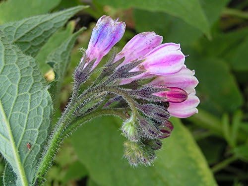 Plantas de consuelda rusa – Cinco esquejes de corona – Se establece mucho más rápido y más confiable que los esquejes de raíces – Variedad Bocking