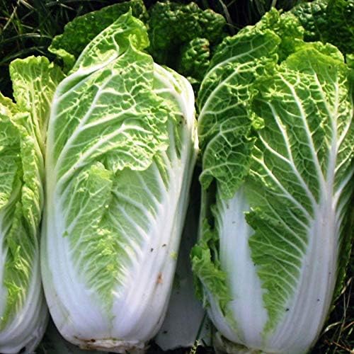 Semillas Verduras Pekín Col China Michelle Green – 100 Semillas