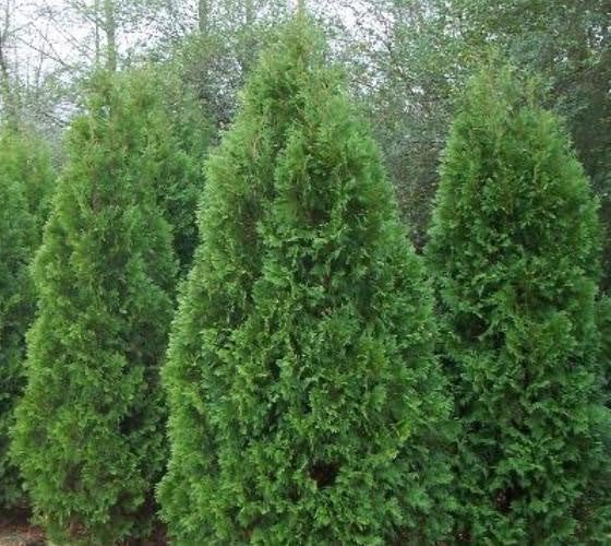 Blue Cone Arborvitae – Planta de tamaño de 1 galón vivo  Follaje azul verdoso vibrante para paisajismo, setos y pantallas de privacidad, tolerante a