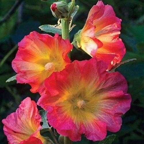 Semillas frescas de flores de Hollyhock para plantar amarillo rosa