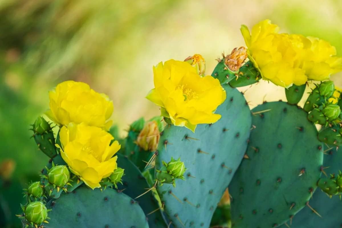 6 almohadillas, cactus de tuna oriental para cultivar, planta suculenta, adornos de jardín perenne fácil de cultivar