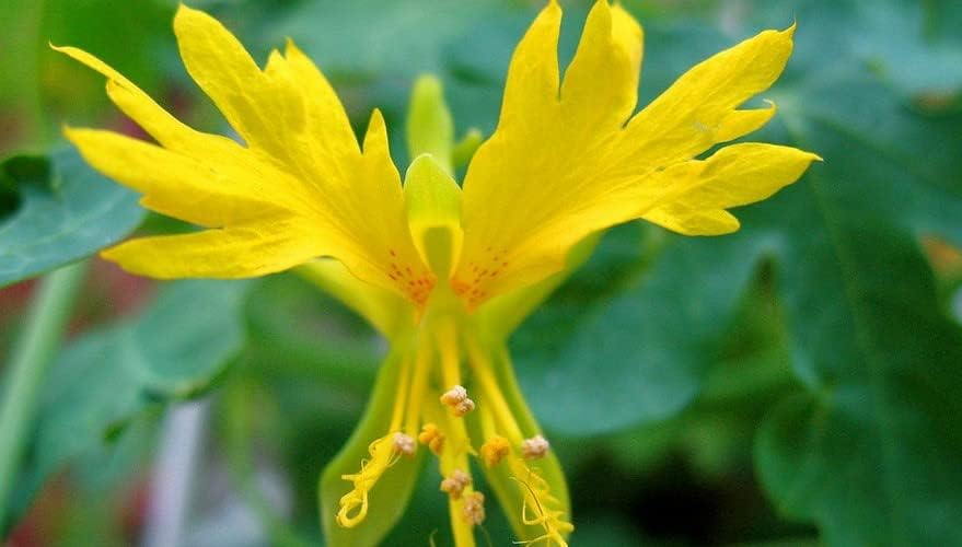 Semillas Canarias Creeper Mix Canarybird Capuchina Berro Indio Flores Anuales