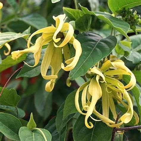 10 semillas perfumadas de Ylang-ylang