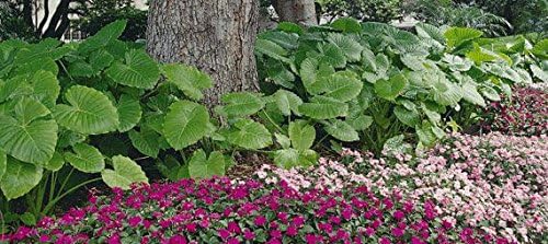 3 Oreja de Elefante -Colocasia esculenta- Dale a tu jardín un aspecto tropical