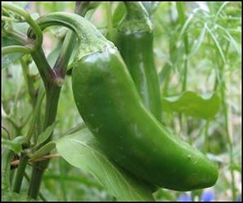 Semillas gigantes de pimienta jalapeño enormes PODS grandes rellenos MILD.(50 – Semillas)