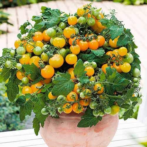 Semillas de tomate enano de interior amarillo determinan reliquia no transgénica