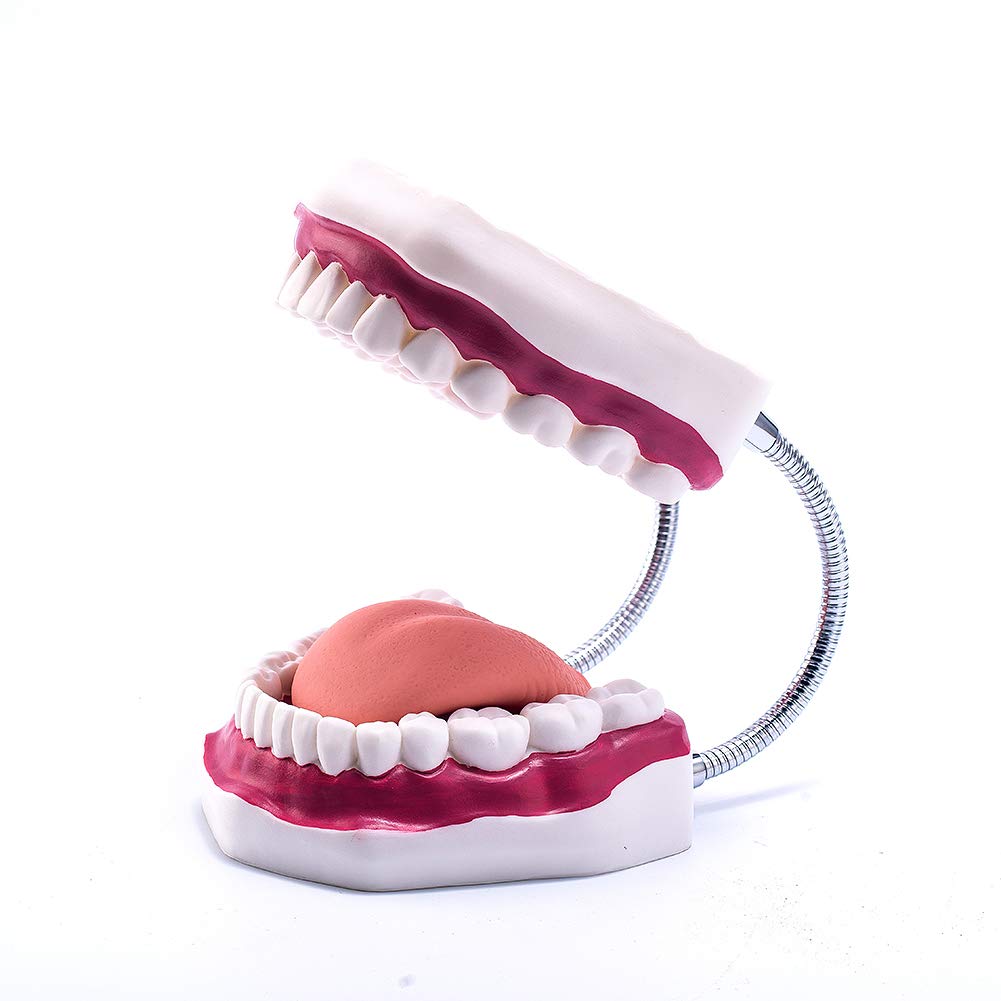 El modelo dental del diente grande 6 veces amplía el modelo de la boca de la dentadura con la lengua movible para la terapia del habla