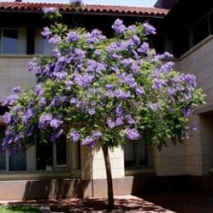 Nuevas semillas de árbol de jacaranda azul frescas 20 piezas Generic Nuevas semillas de árbol de jacaranda azul frescas 20 piezas Generic