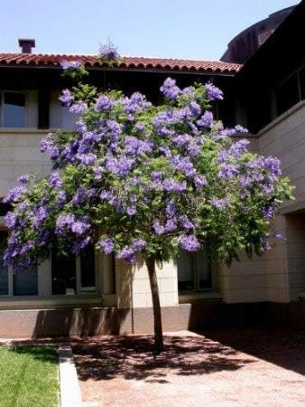 Nuevas semillas de árbol de jacaranda azul frescas 20 piezas Generic