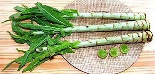 Semillas Vegetales Espárragos Hojas de Lechuga Heirloom para Ensaladas – 1000 Semillas