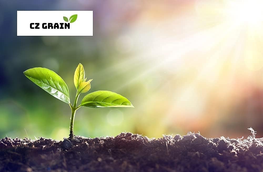 6 semillas de pacana para plantar – Carya illinoinensis