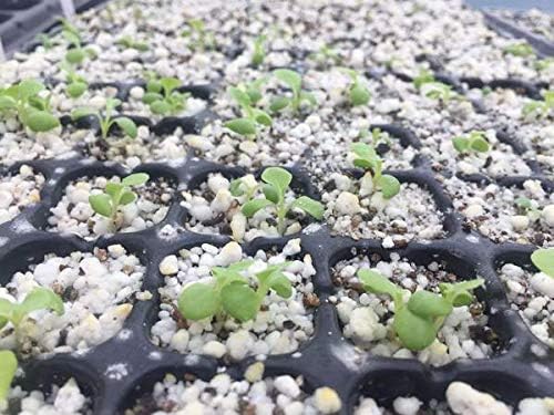 Bootstrap Farmer Bandeja de plántulas de 128 celdas, extra fuerte, paquete de 5 bandejas de cultivo de semillas para iniciar la propagación de