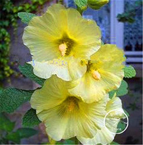 100 piezas frescas semillas de flores de Hollyhock para plantar amarillo claro