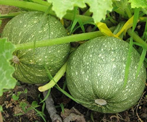Semillas redondas de calabaza de verano de calabacín para plantar, (ocho bolas de calabacín), más de 40 semillas tradicionales por paquete, semillas