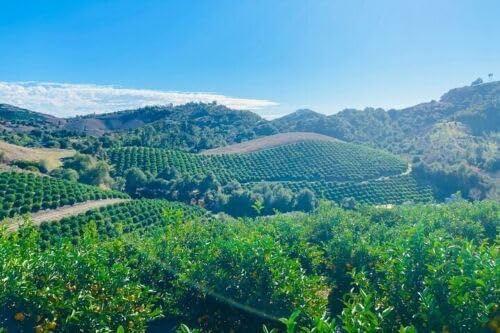 Limones orgánicos de 5 libras Temecula recién cosechados CA sin pulverizar sin encerar