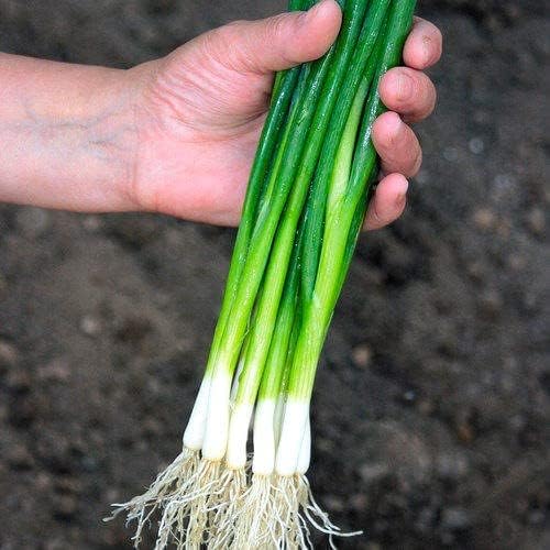 Cebolletas verdes en agrupamiento de cebolletas alrededor de 250 semillas sin OMG para plantar