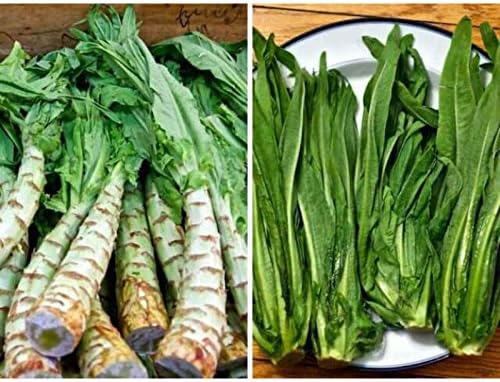 Semillas Vegetales Espárragos Hojas de Lechuga Heirloom para Ensaladas – 1000 Semillas