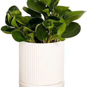 Green Peperomia Plant en maceta acanalada de cerámica blanca de 5 pulgadas, planta de interior de bajo mantenimiento, pre-maceta con tierra de Green Peperomia Plant en maceta acanalada de cerámica blanca de 5 pulgadas, planta de interior de bajo mantenimiento, pre-maceta con tierra de