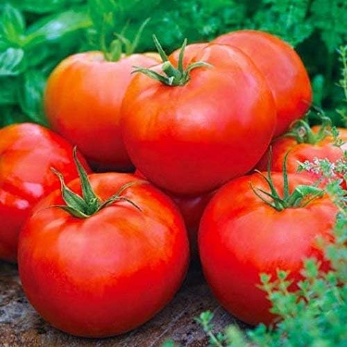 Tomate Beefsteak Determinate Ace FBA-00032 (Rojo) 25 Semillas de reliquia sin OMG