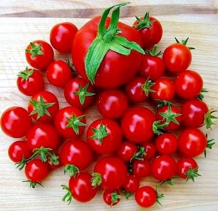 Tomate Cherry Maskotka Cascading Trasero Enano Arbusto Tomate 50+ Semillas para plantar sin OMG