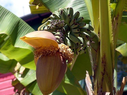 9GreenBox Planta de plátano Basjoo resistente al invierno – Musa – Maceta de 4 pulgadas