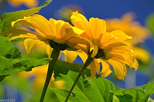 Semillas de Girasol Mexicanas – Amarillo – 100 Semillas (Tithonia Speciosa Yellow Torch)